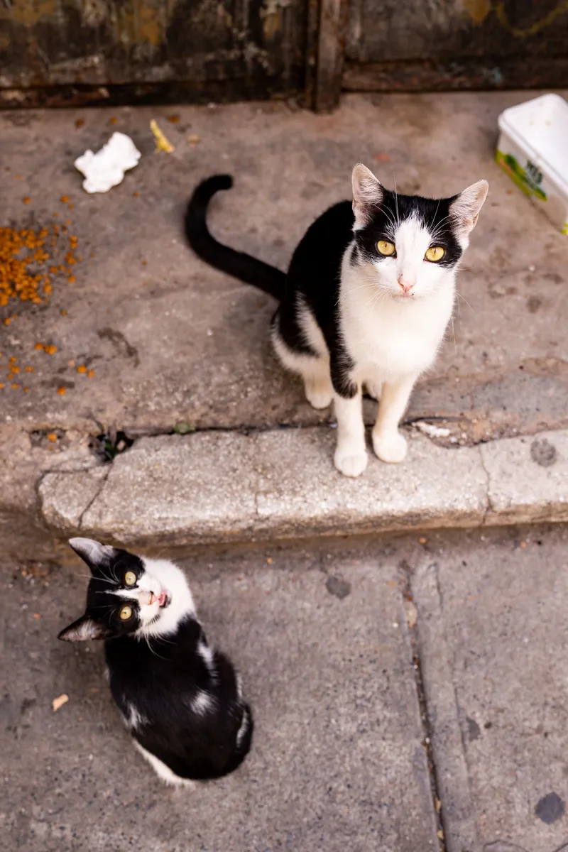 Cepillado suave de Angora — gato Angora