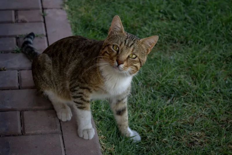 Dermo-spa de Bengalí — gato Bengalí