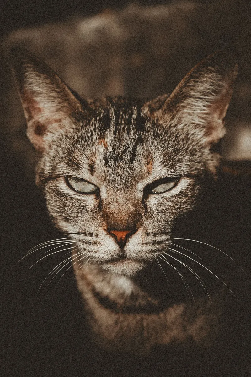Corte higiénico de Europeo — gato Europeo doméstico