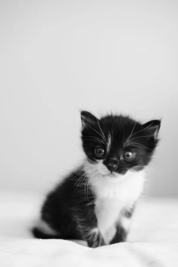 Gatito bebé con espuma — Mestizo