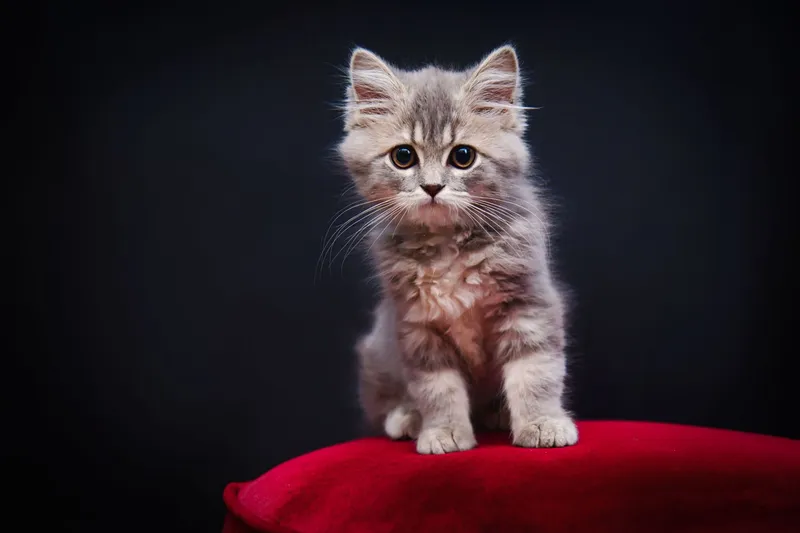 Primer spa de gatito bebé — gato Mestizo