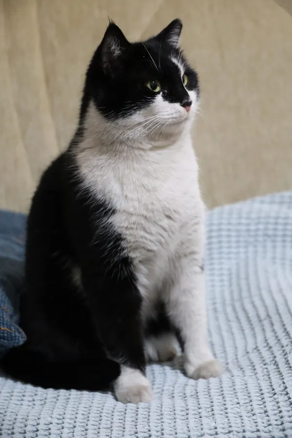 Spa de gato senior — Europeo doméstico
