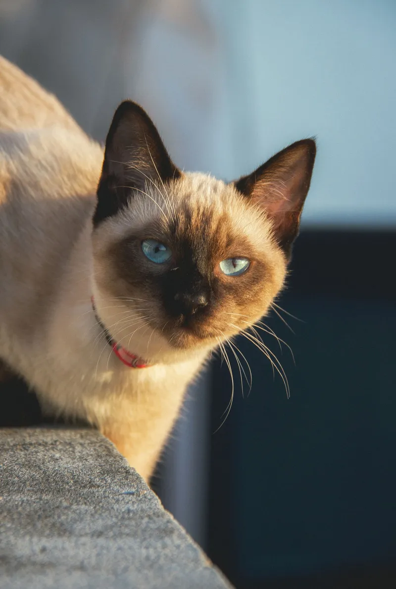Manto largo de Himalayo — gato Himalayo