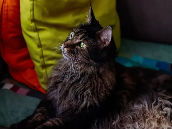 Baño relajante de Maine Coon — Maine Coon