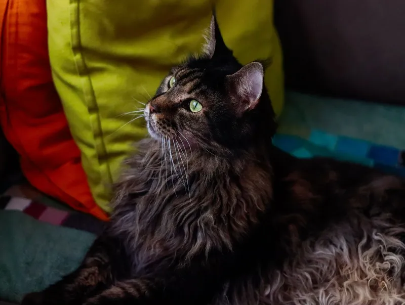 Baño relajante de Maine Coon — gato Maine Coon