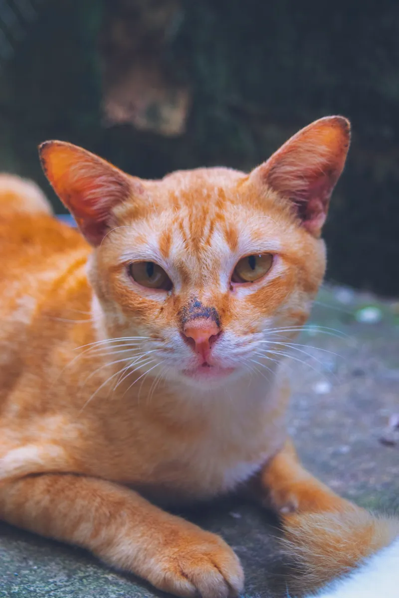 Mestizo disfrutando el spa — gato Mestizo