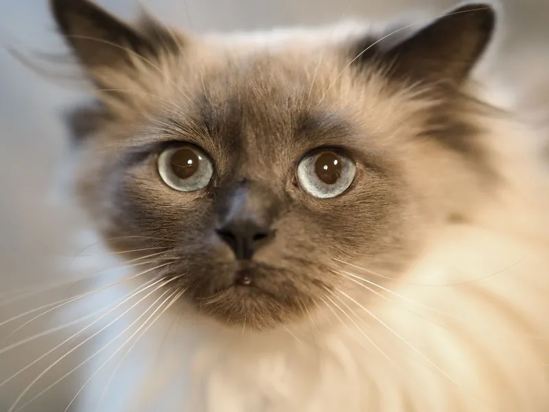 Carding en Ragdoll — gato Ragdoll
