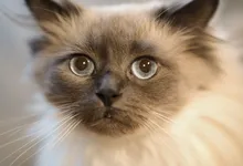 Portada del artículo: Por qué no debes rapar a tu gato