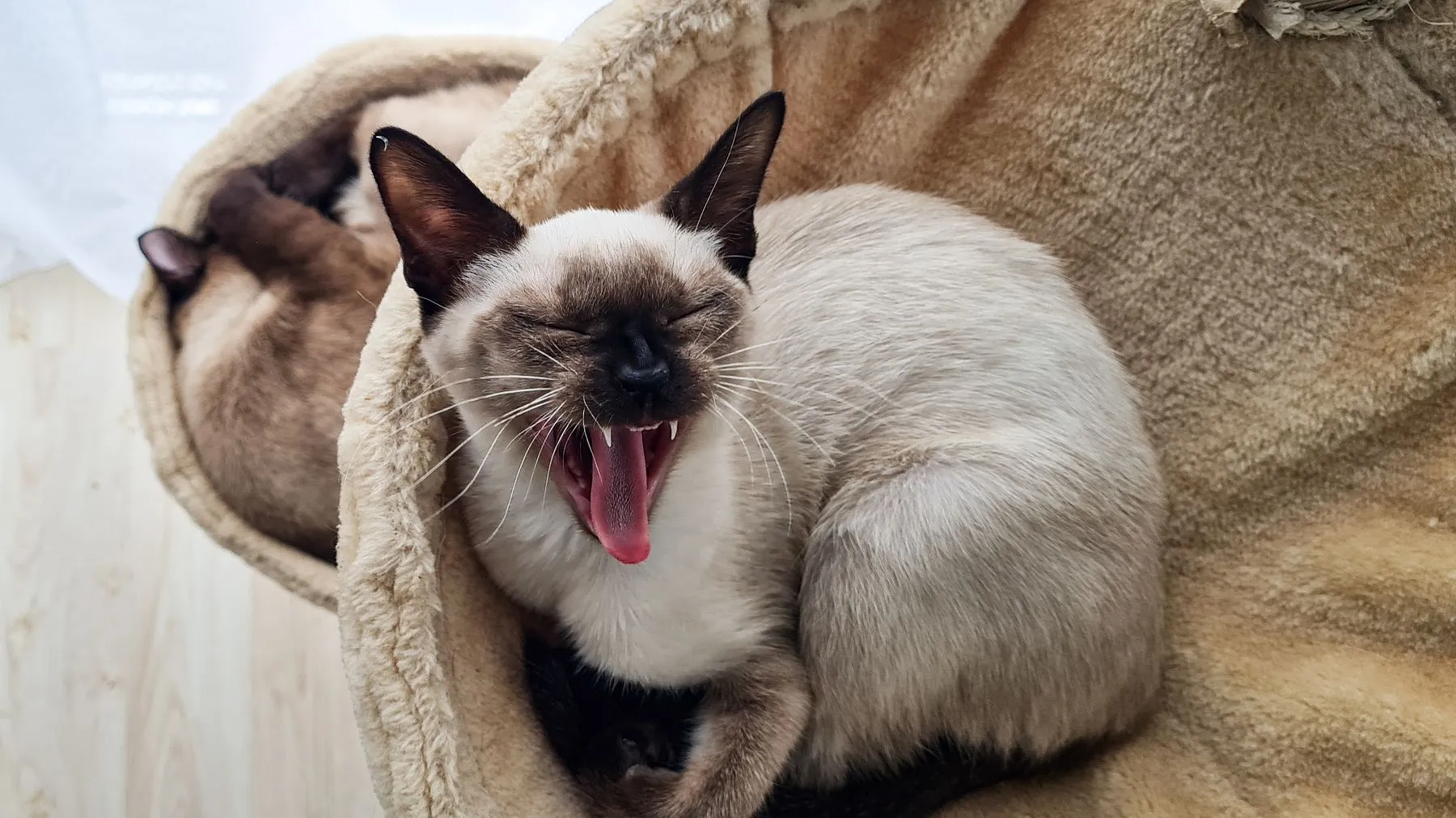 Gato envuelto en una toalla tibia durante su spa felino