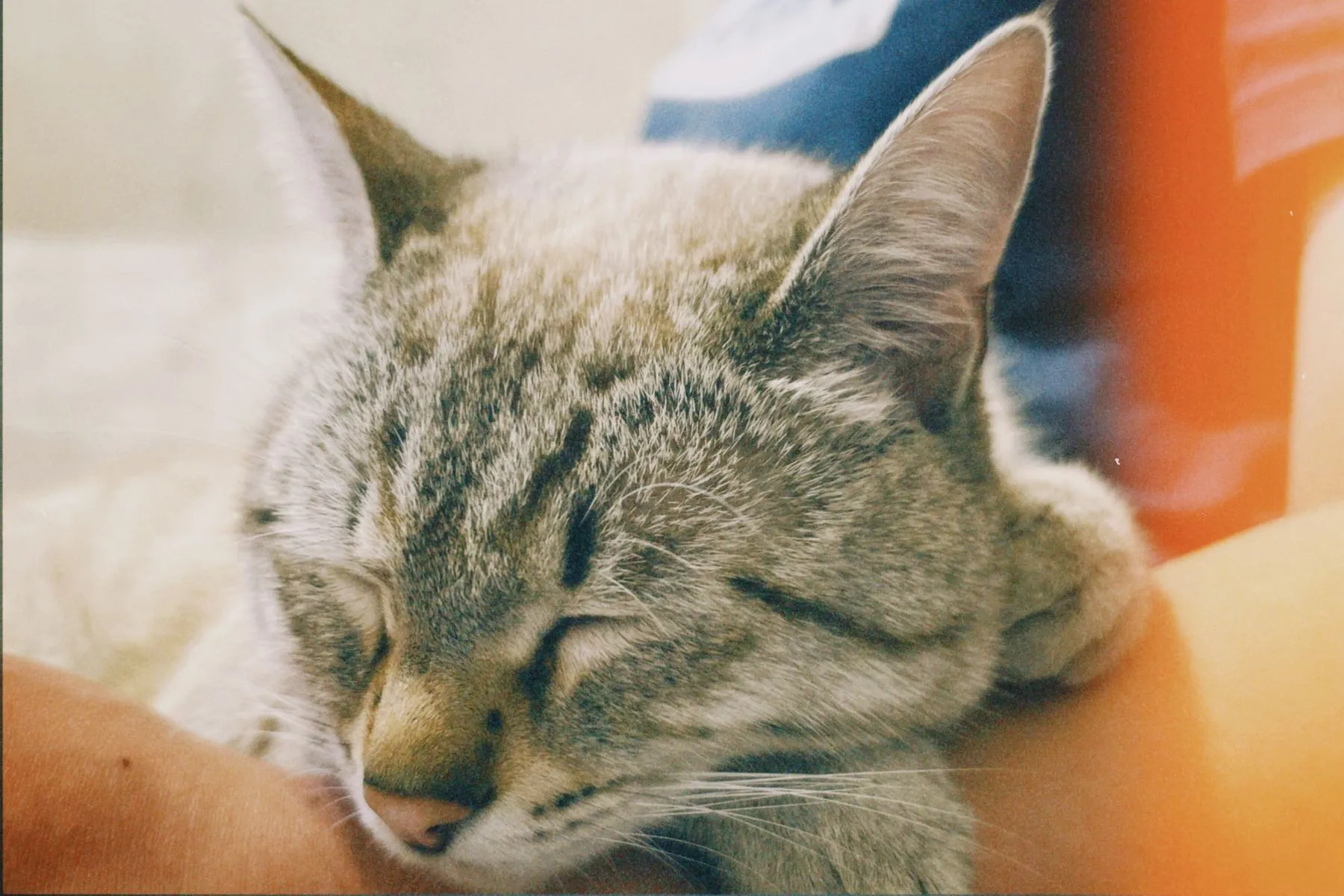 Michi relajado durante una sesión de spa felino en Michi Spa