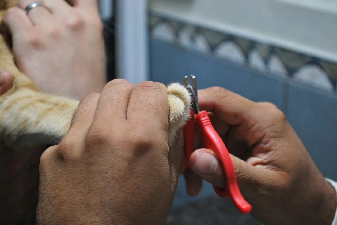 Servicio de grooming felino: Grooming + Corte Higiénico & Despeje de Almohadillas