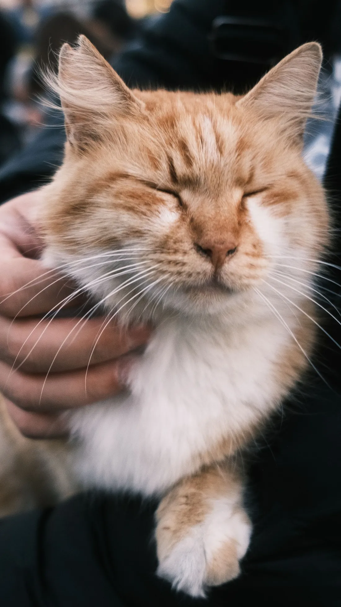 Servicio de grooming felino: Dermo-Spa Desengrasante & Ozonoterapia Felina