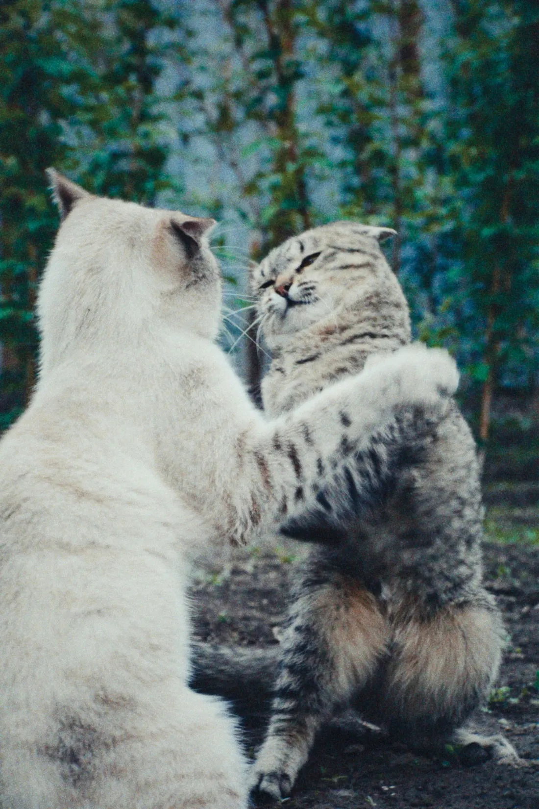 Servicio de grooming felino: Deslanado Profundo & Carding Anti-Bolas de Pelo