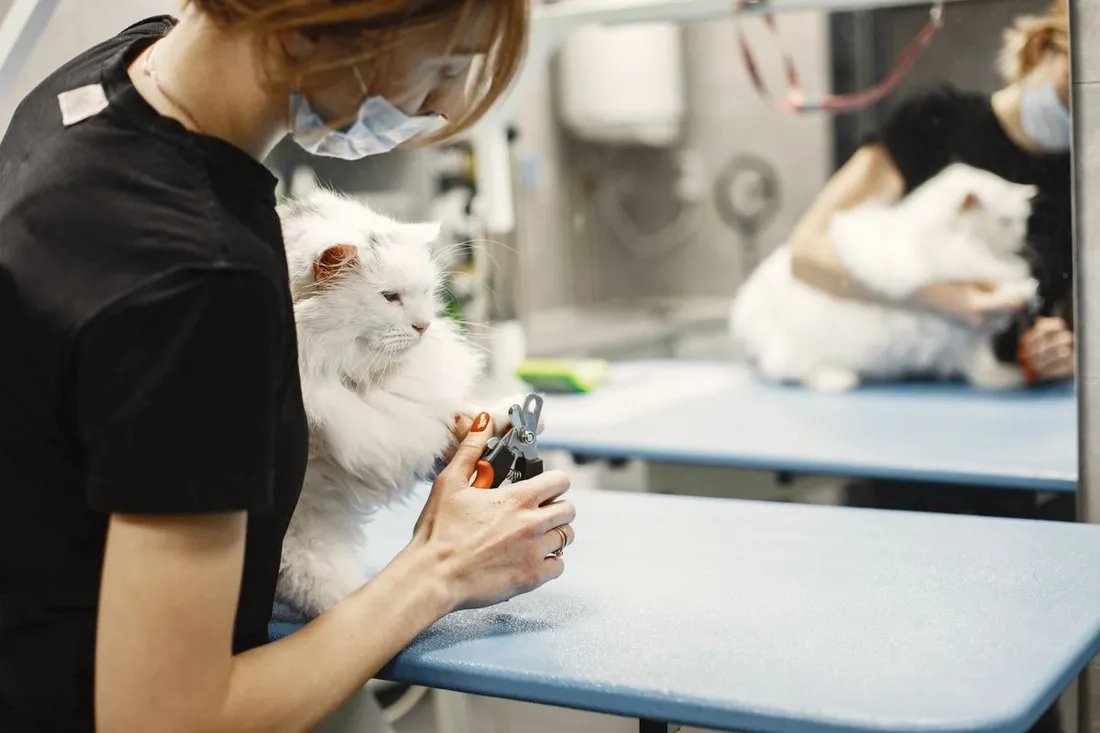 Servicio de grooming felino: Recuperación de Manto / Corte Terapéutico de Nudos