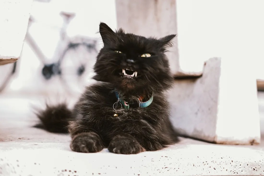 Servicio de grooming felino: Spa en Seco & Espuma Termo-Relajante